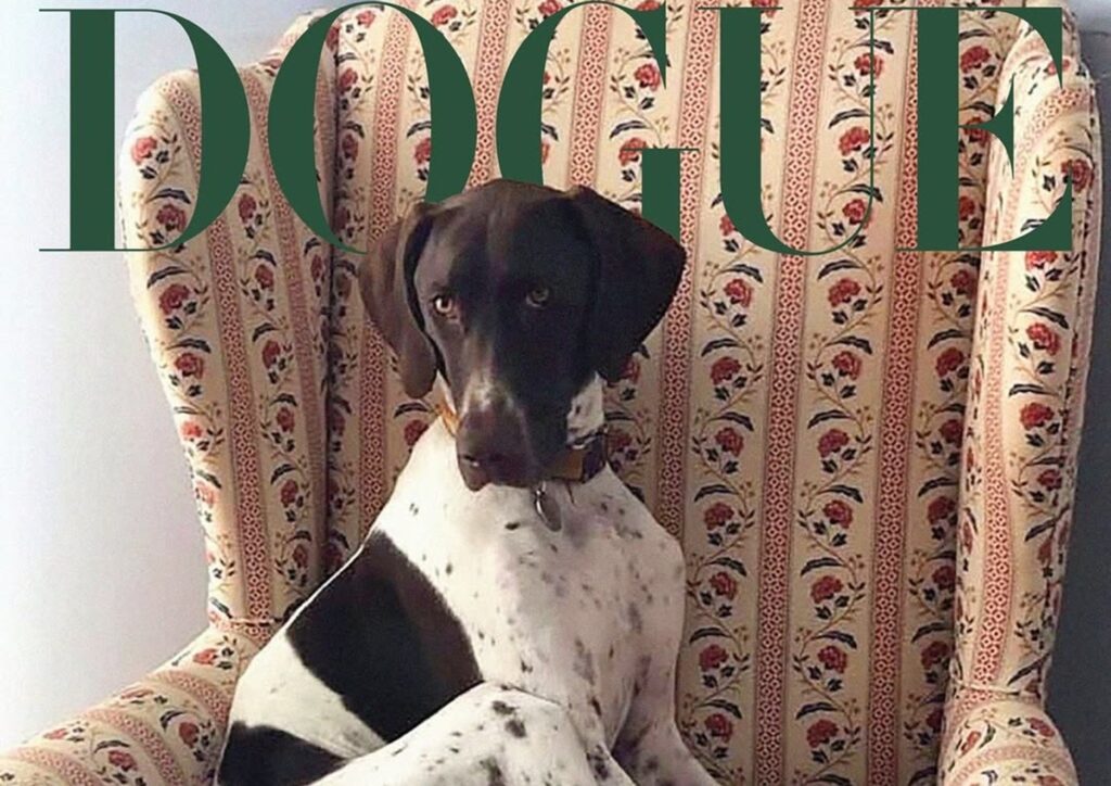 Un câine stă pe canapea, iar deasupra lui scrie Dogue