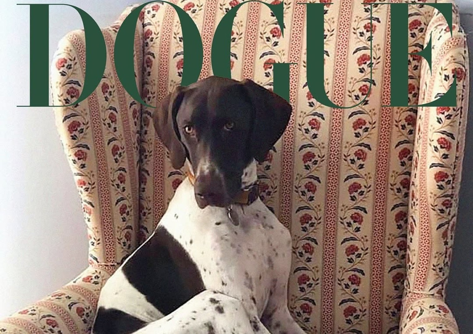 Un câine stă pe canapea, iar deasupra lui scrie Dogue