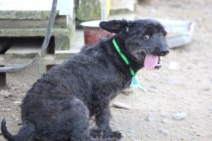 Câine negru cu limba scoasă