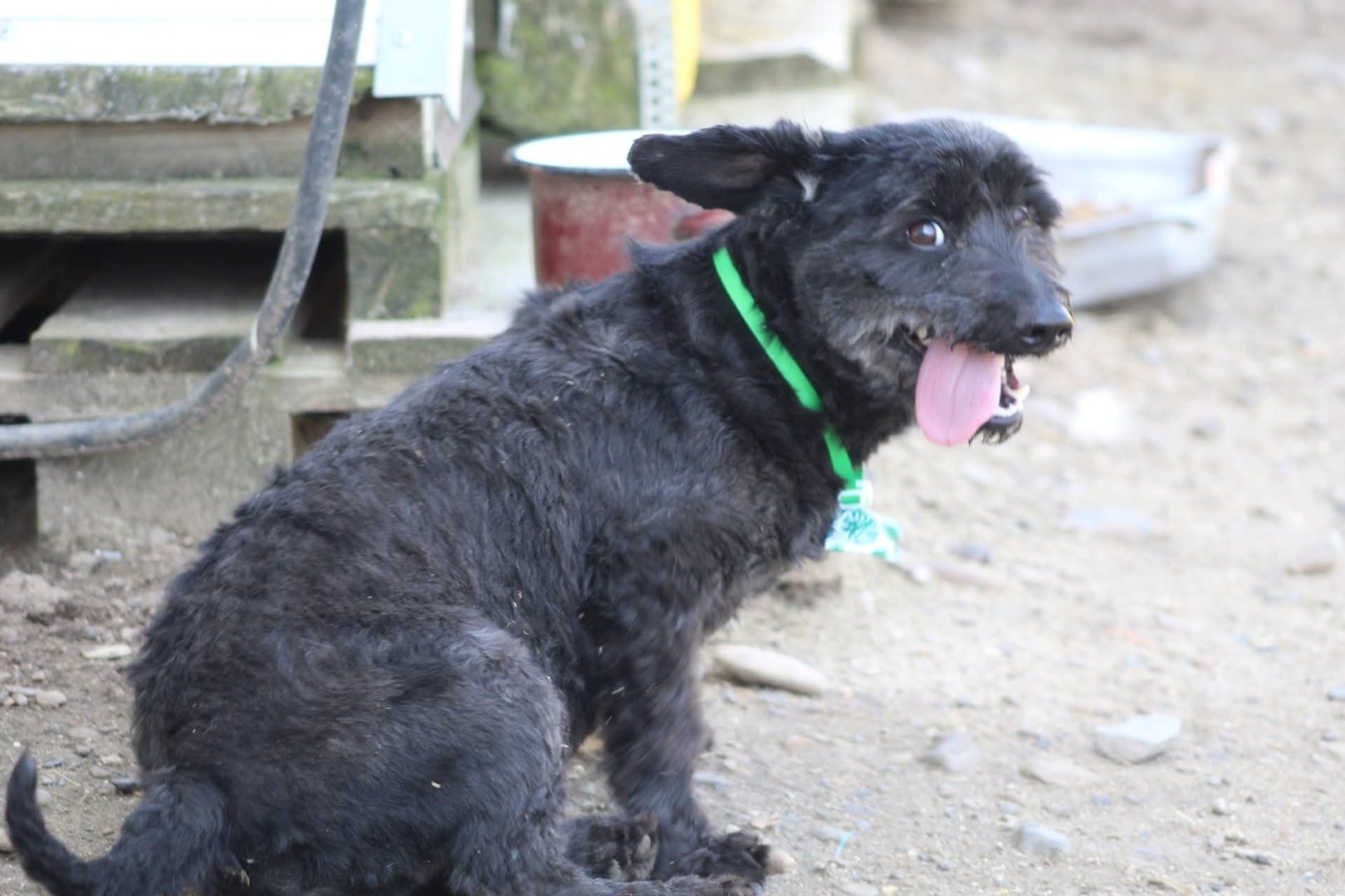 Câine negru cu limba scoasă