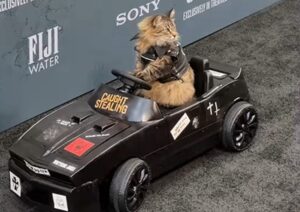 Pisică într-o mașină electrică în miniatură