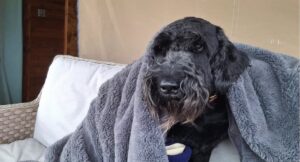 caine salvat dupa ce a inotat 200 de metri in largul marii