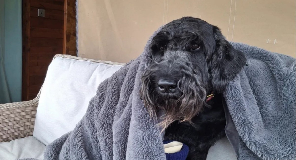 caine salvat dupa ce a inotat 200 de metri in largul marii