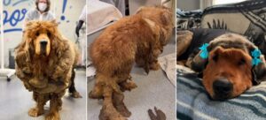 mastif tibetan urias