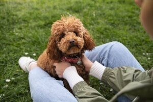 cainele si stapana in parc