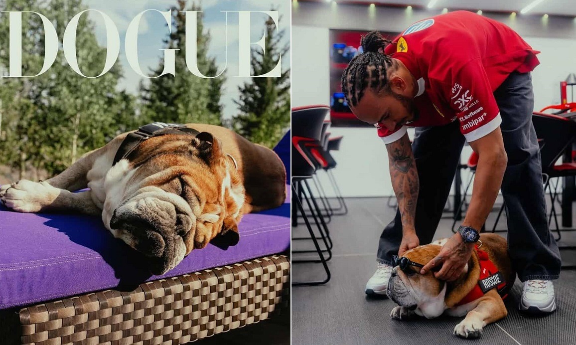 cainele lui Lewis Hamilton