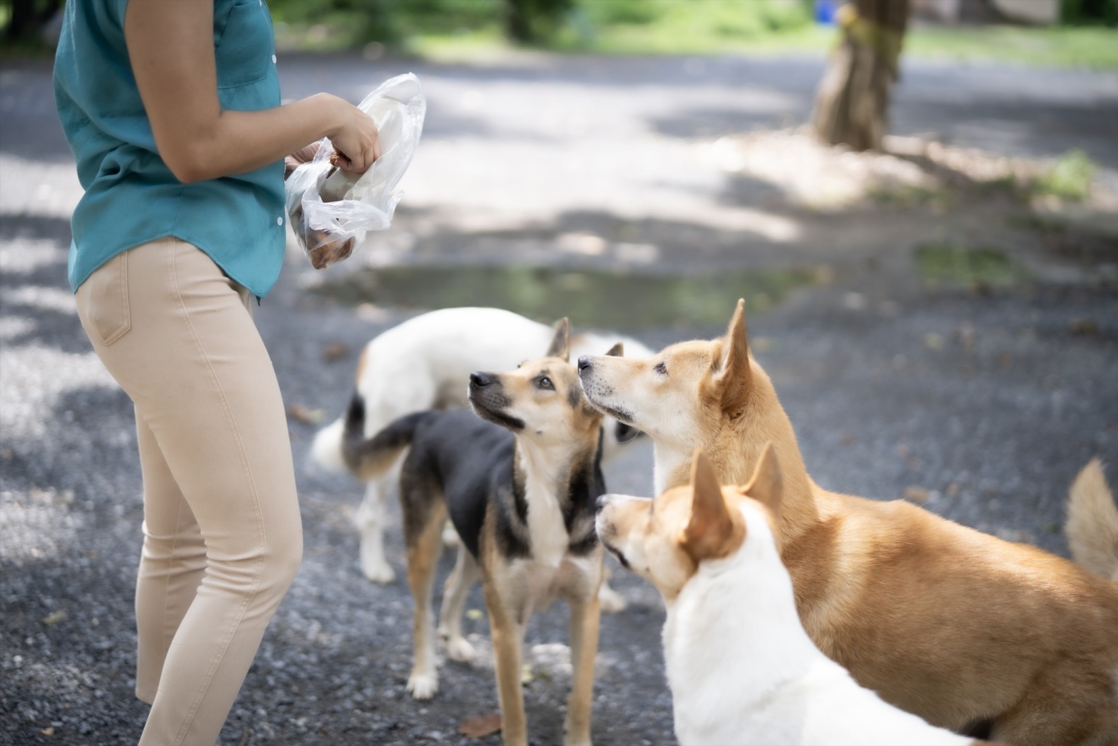 caini, mancare, adoptie