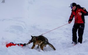 cainele salveaza un om prins sub zapada