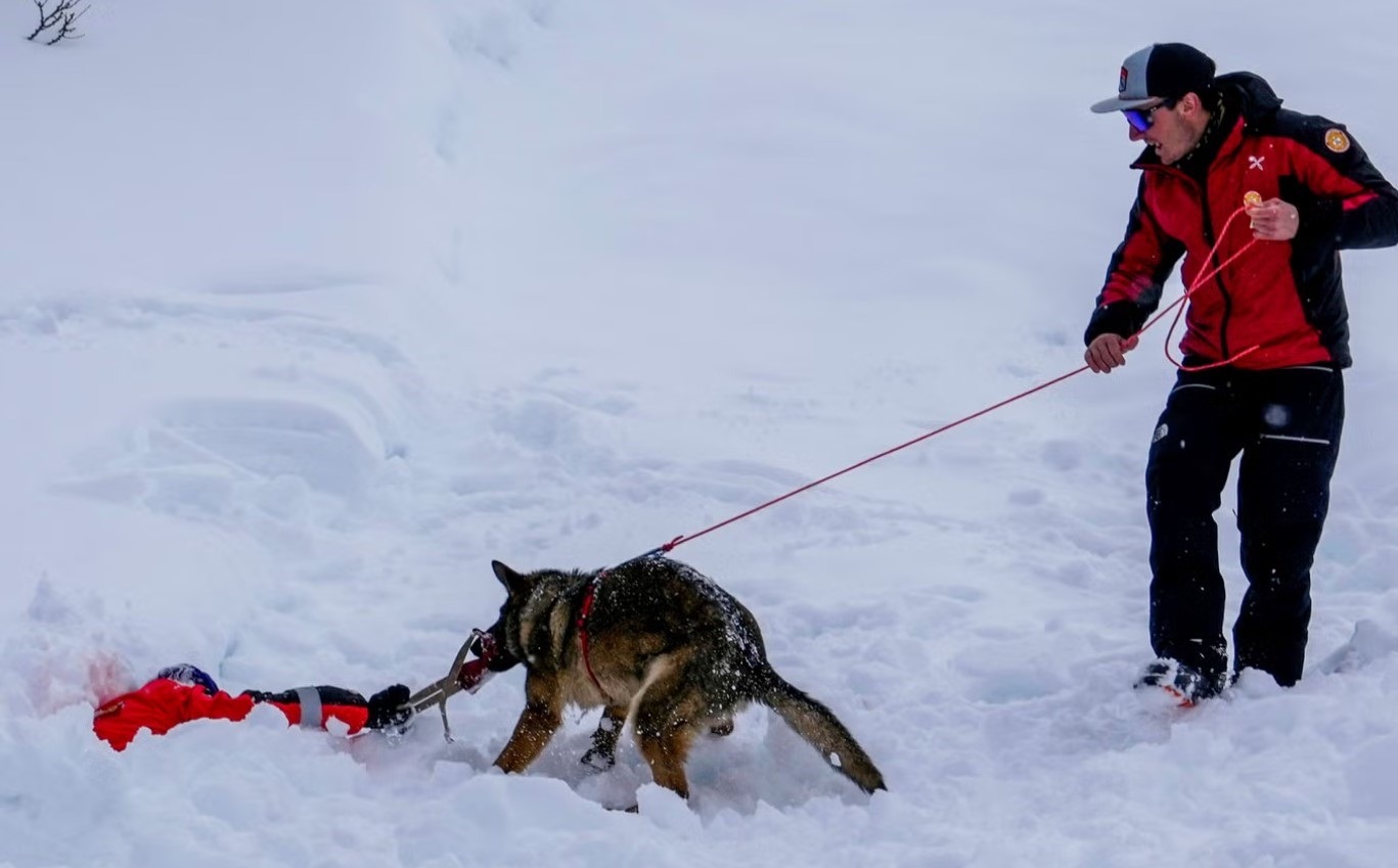 cainele salveaza un om prins sub zapada