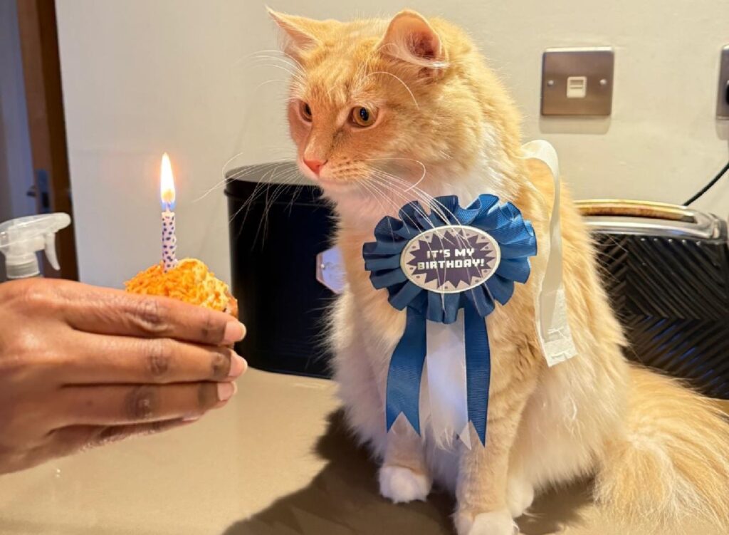 Un motan cu panglică în piept primește o brioșă cu o lumânare aprinsă