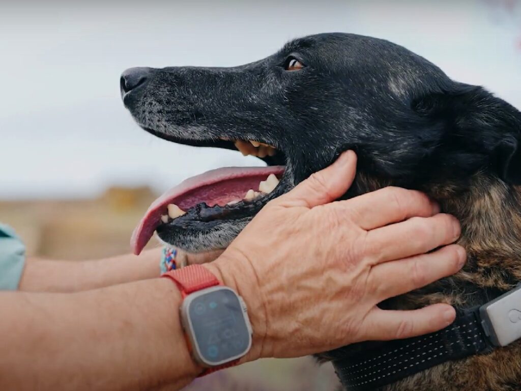 Capul unui câine ținut între palme