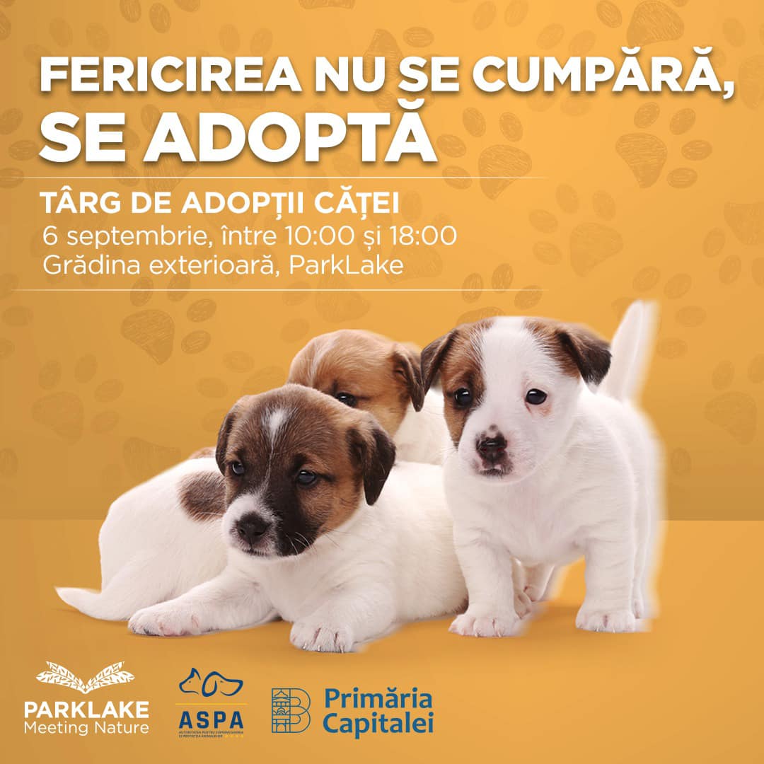 afiș târg adoptii
