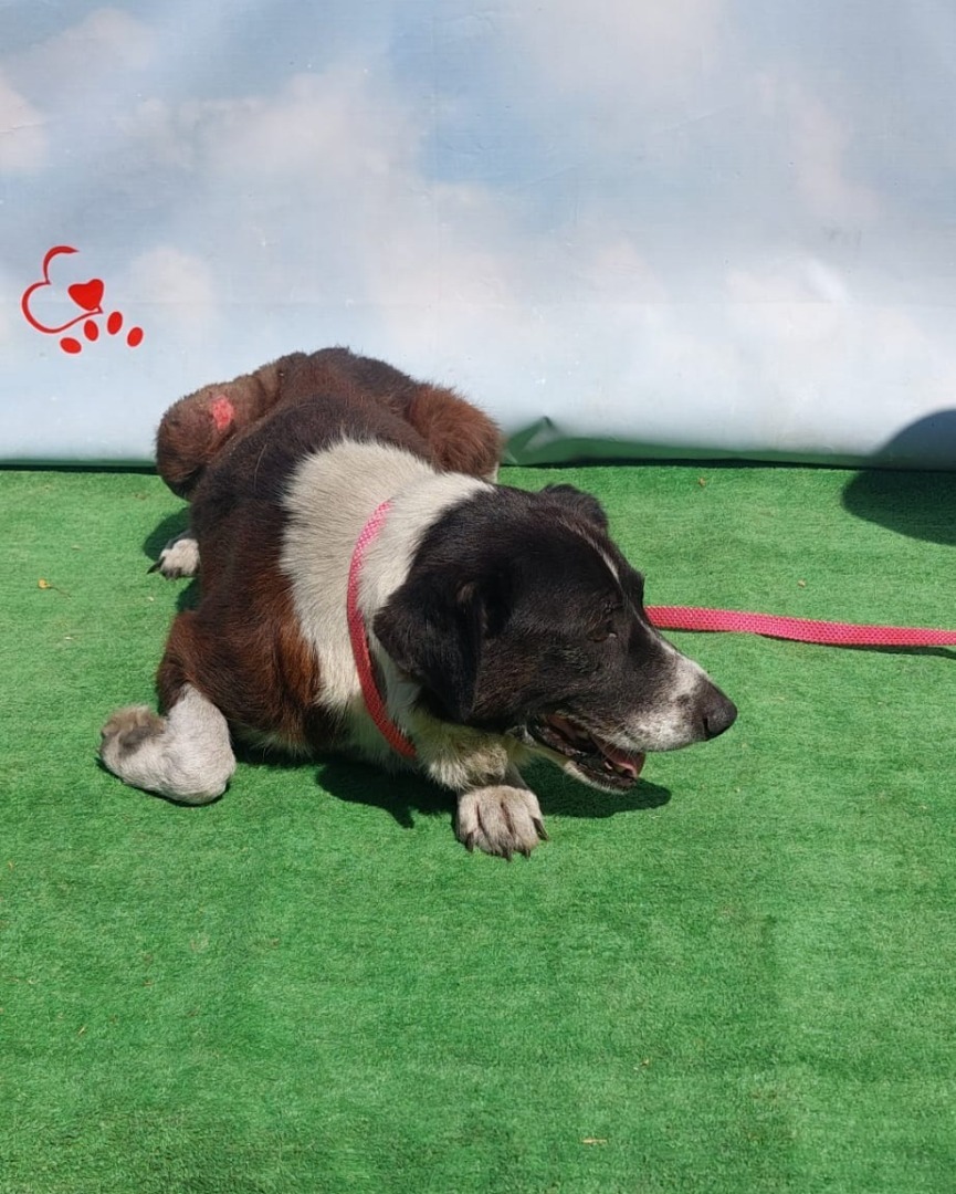 540893377_1118146270470509_7758804363618557672_n