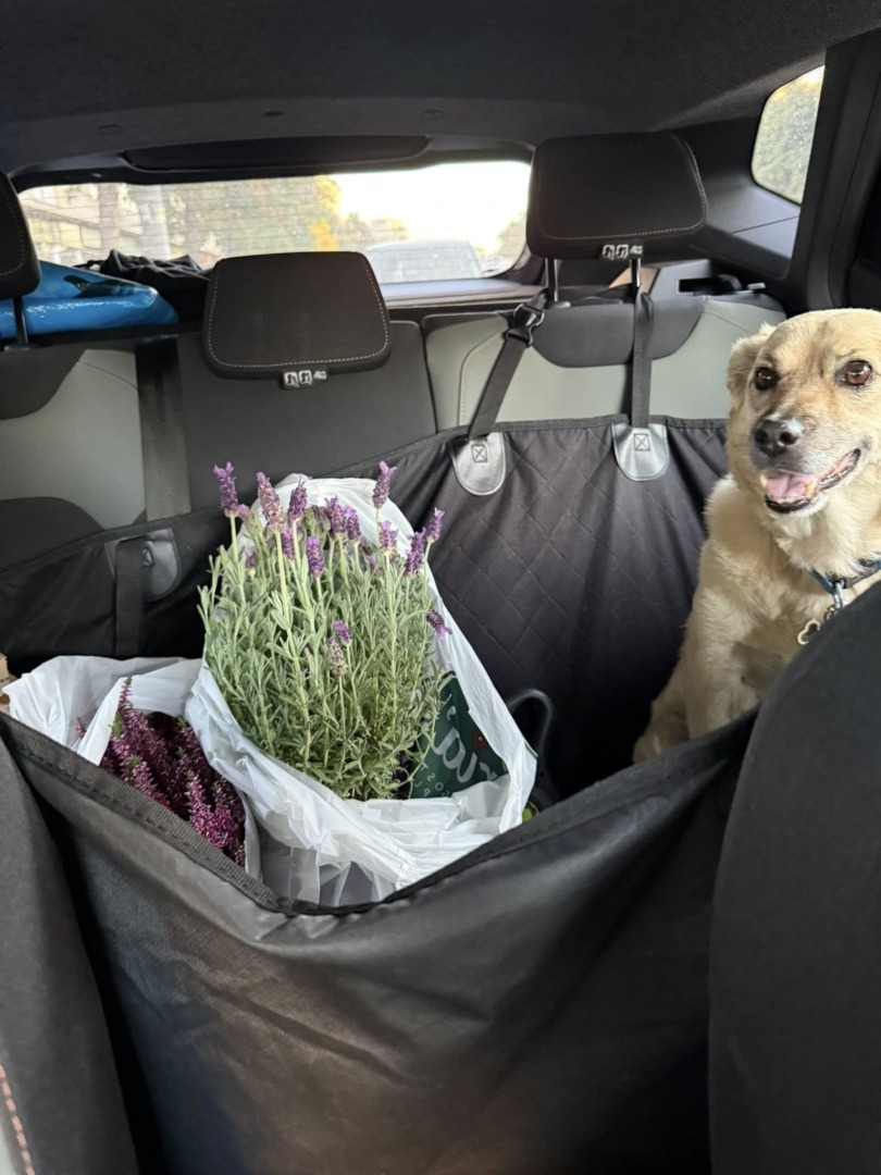 541013943_1187201066765932_7946279496284319441_n