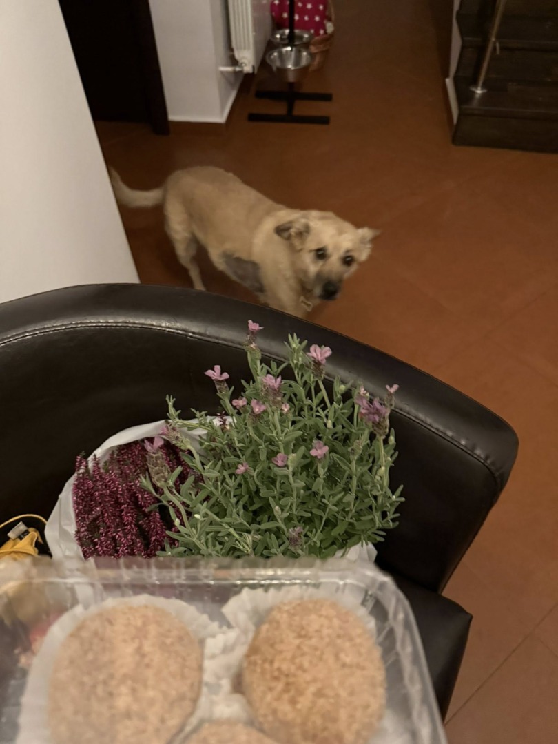 541777856_1187201060099266_4205981530703235809_n