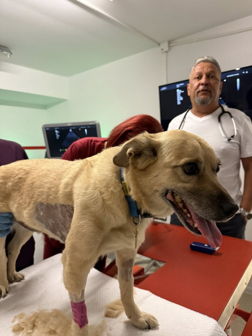 541876429_1187200940099278_5974634067686433913_n