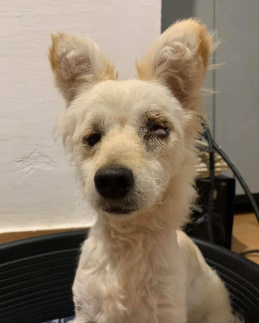 Cățelușa Neve fără văz