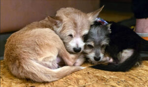 doi pui de câine stau îmbrățișati pe podea