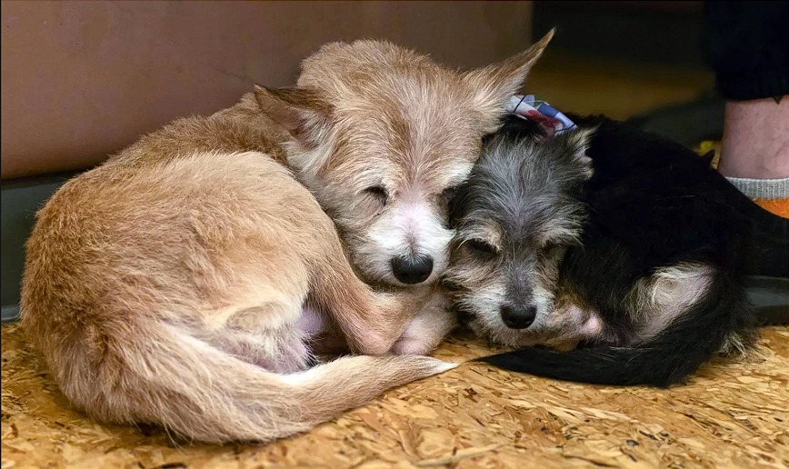 doi pui de câine stau îmbrățișati pe podea