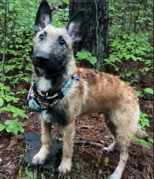 Ciobanesc belgian Laekenois