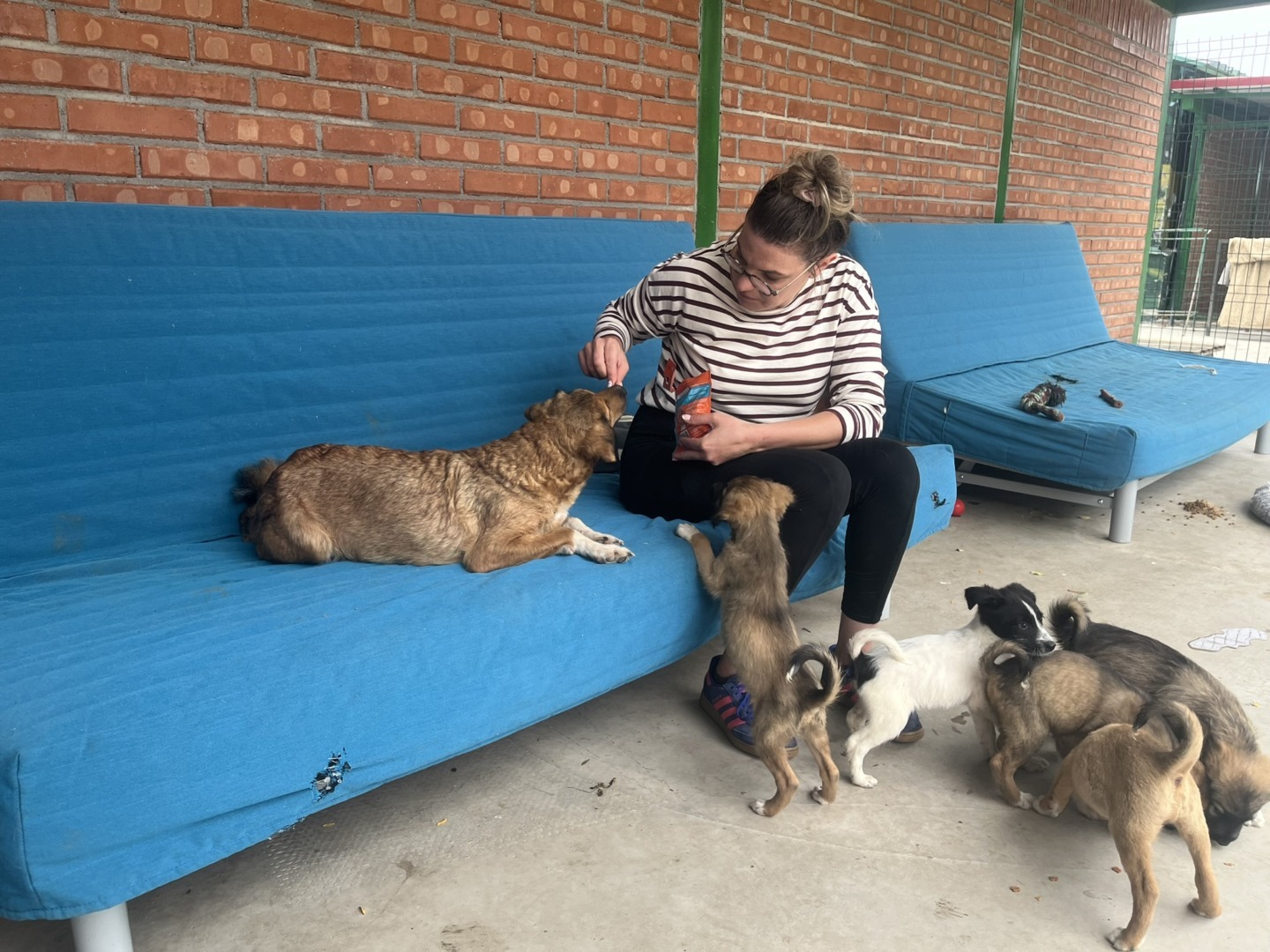 Emilie Durand caini Adapostul Speranta