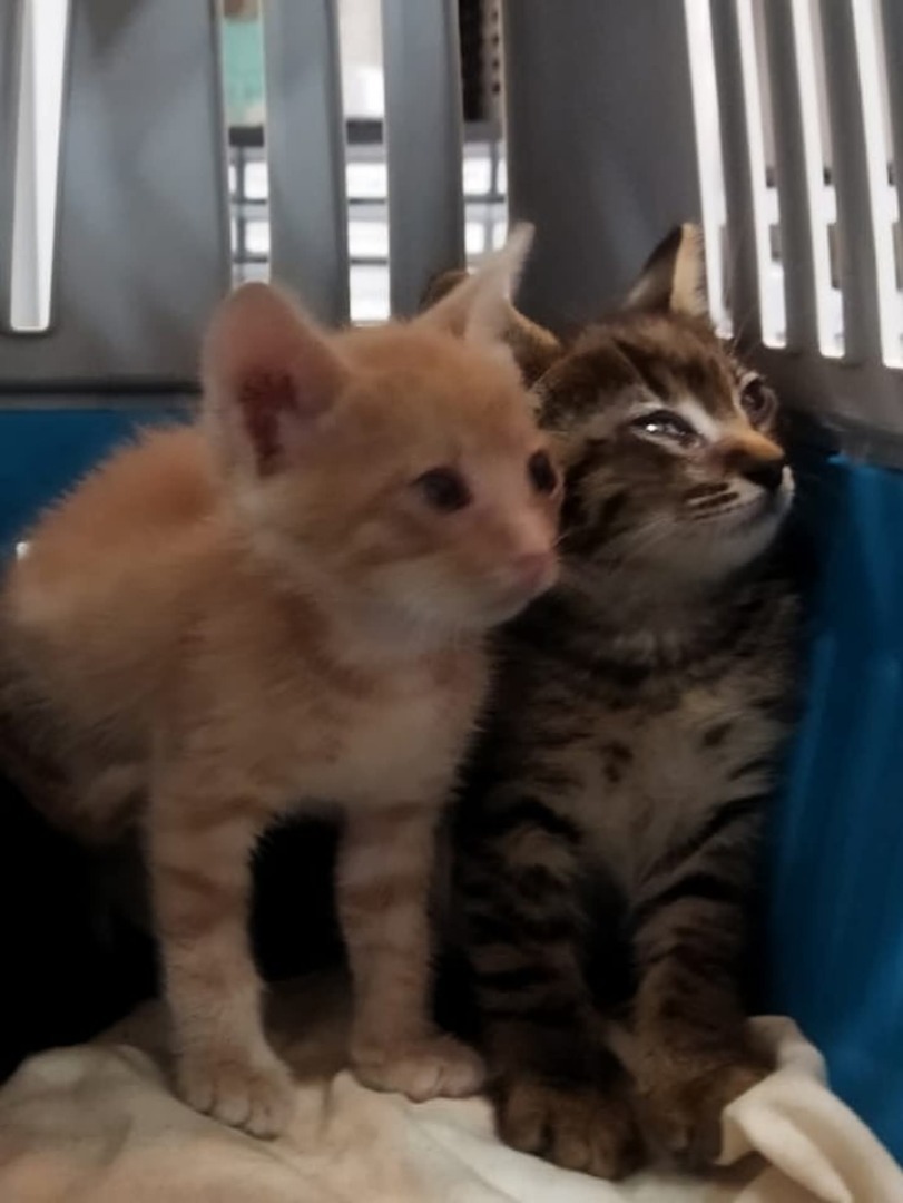 FB_IMG_1757937438539