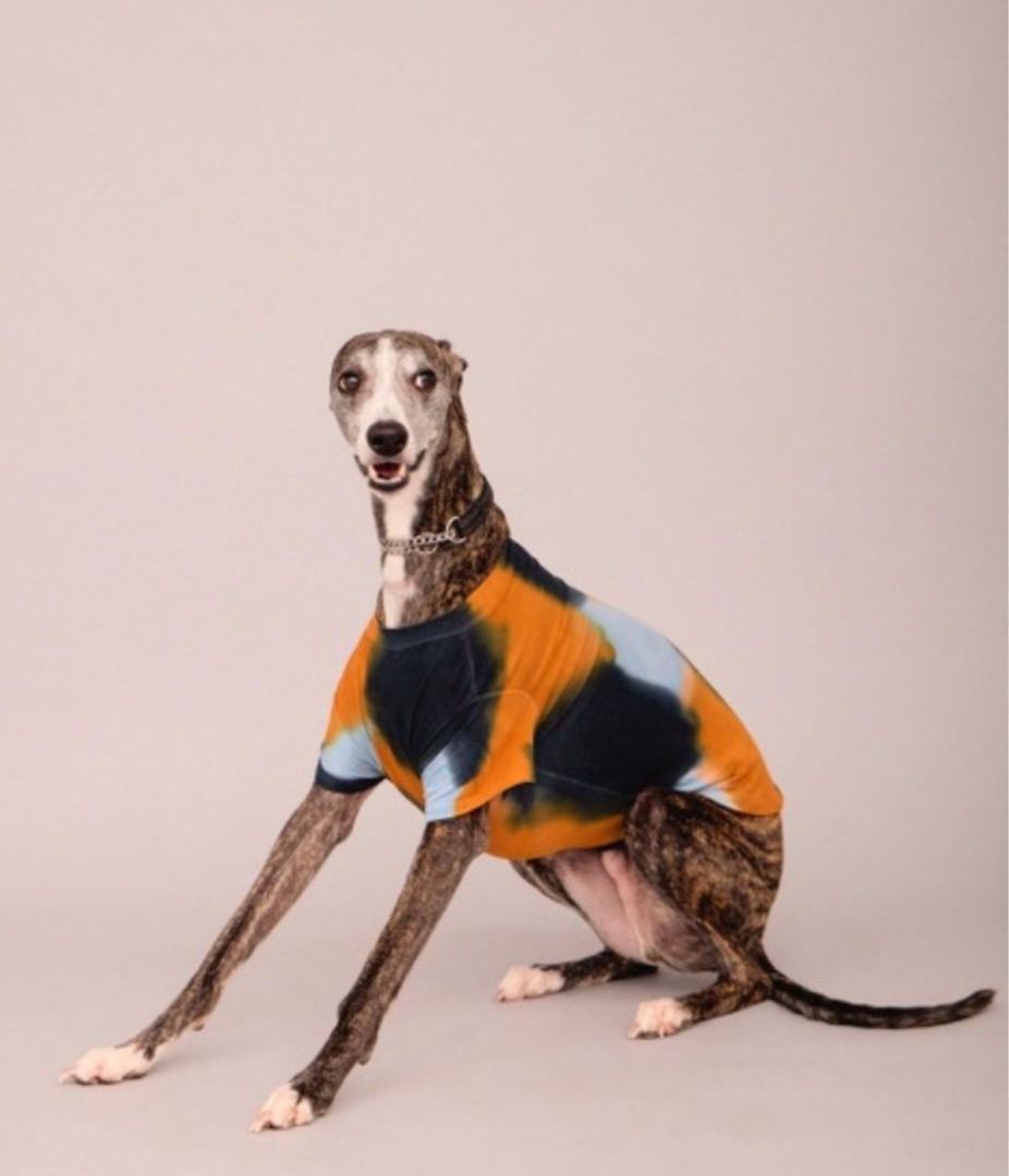 Câine din rasa Ogar îmbrăcat într-un tricou colorat