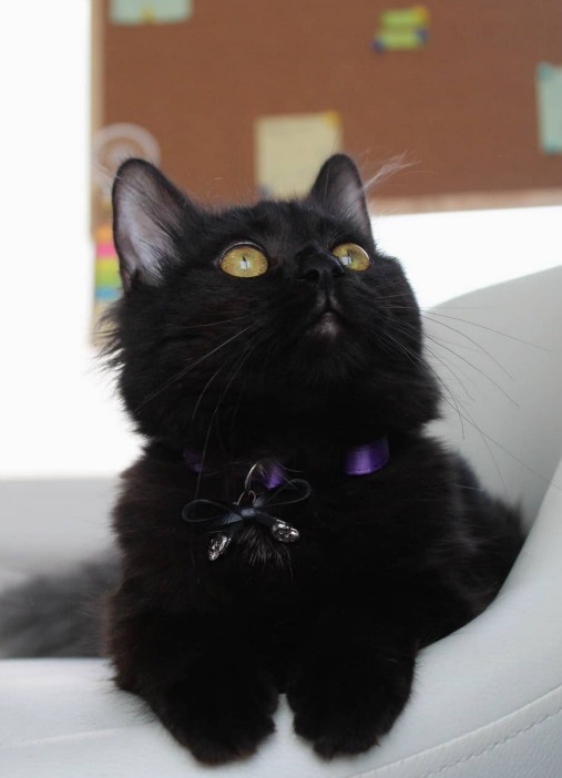 pisica-adriana-mocan