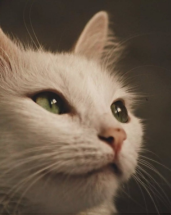 pisica-adriana-mocan