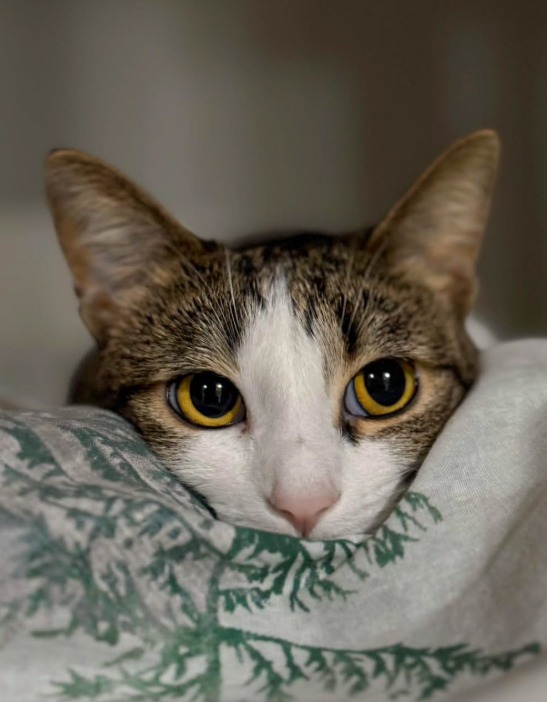 pisica-adriana-mocan