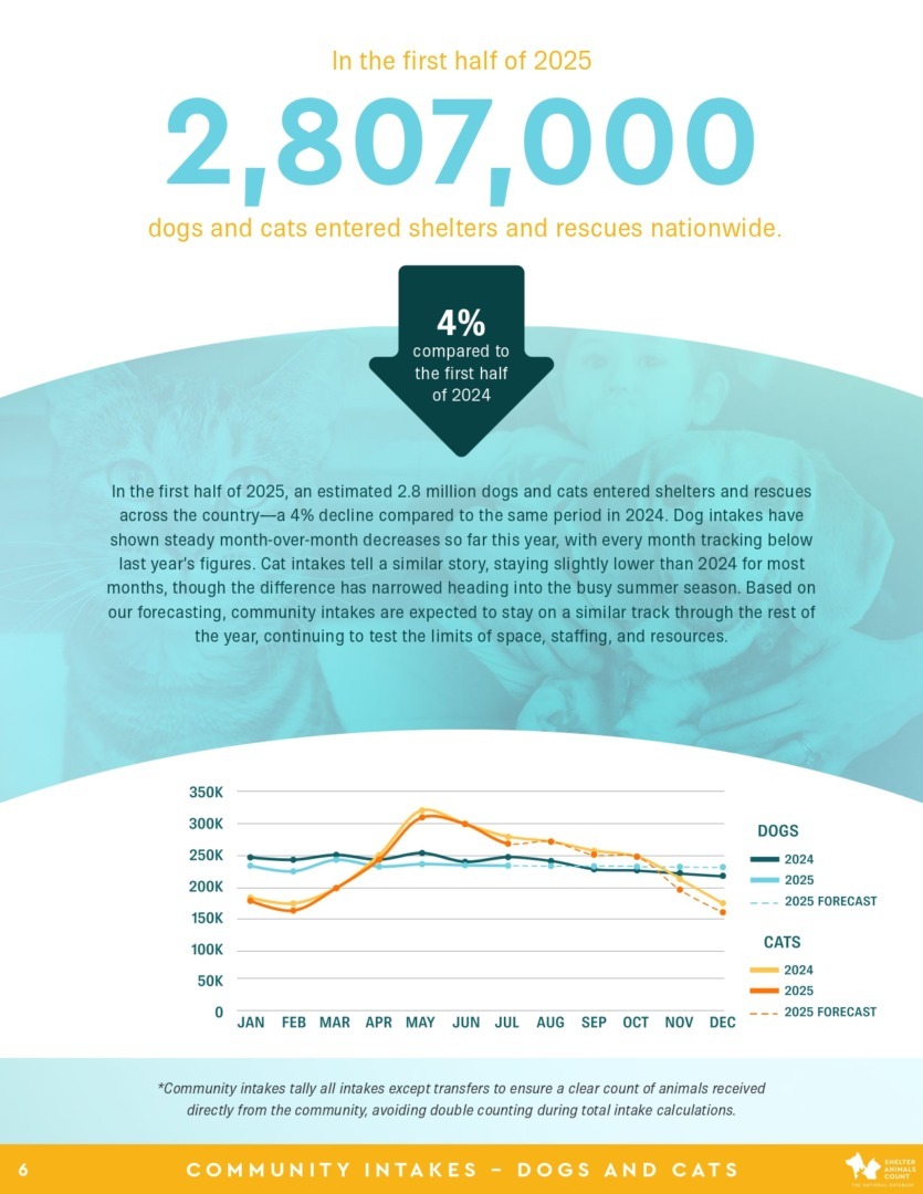 Raport Shelter Animals Count