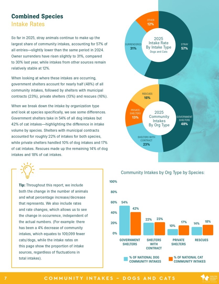 Raport Shelter Animals Count