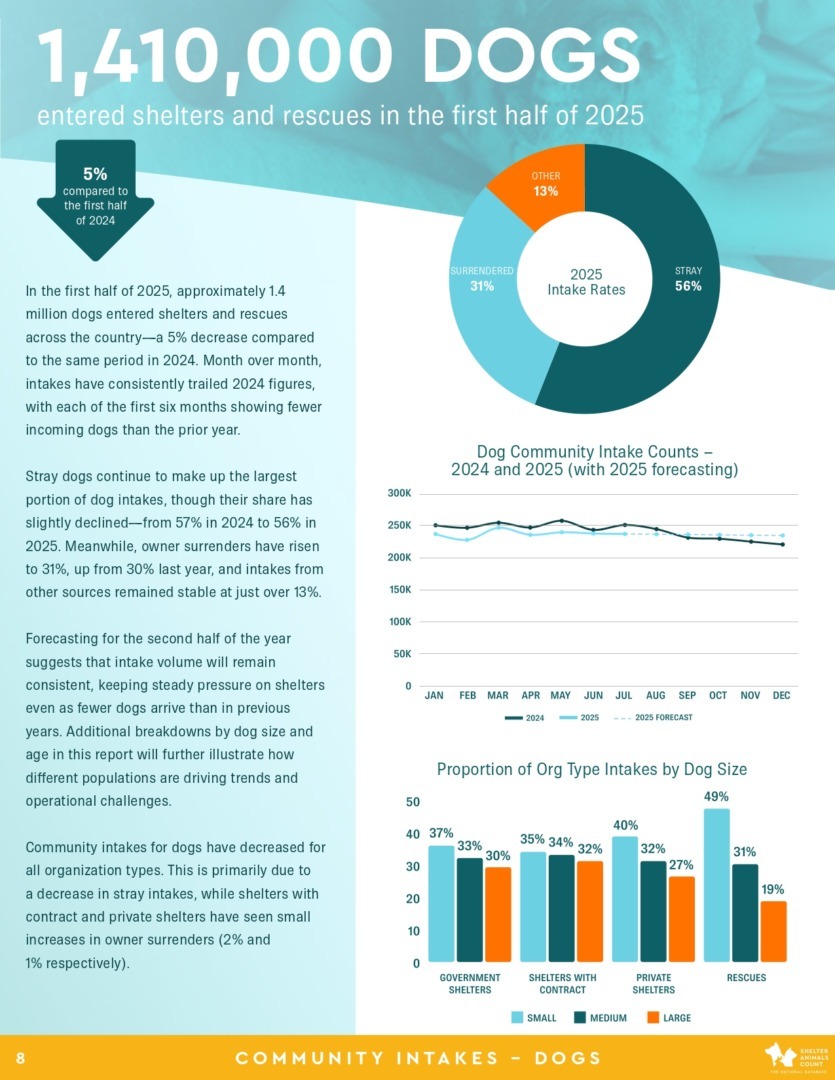 Raport Shelter Animals Count