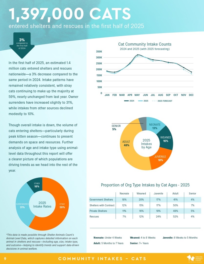 Raport Shelter Animals Count