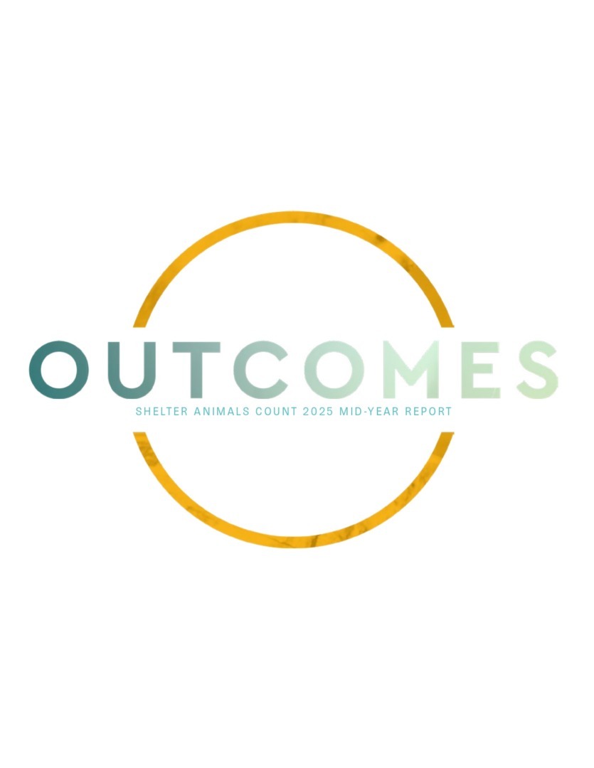 Raport Shelter Animals Count