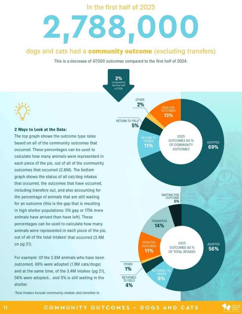 Raport Shelter Animals Count