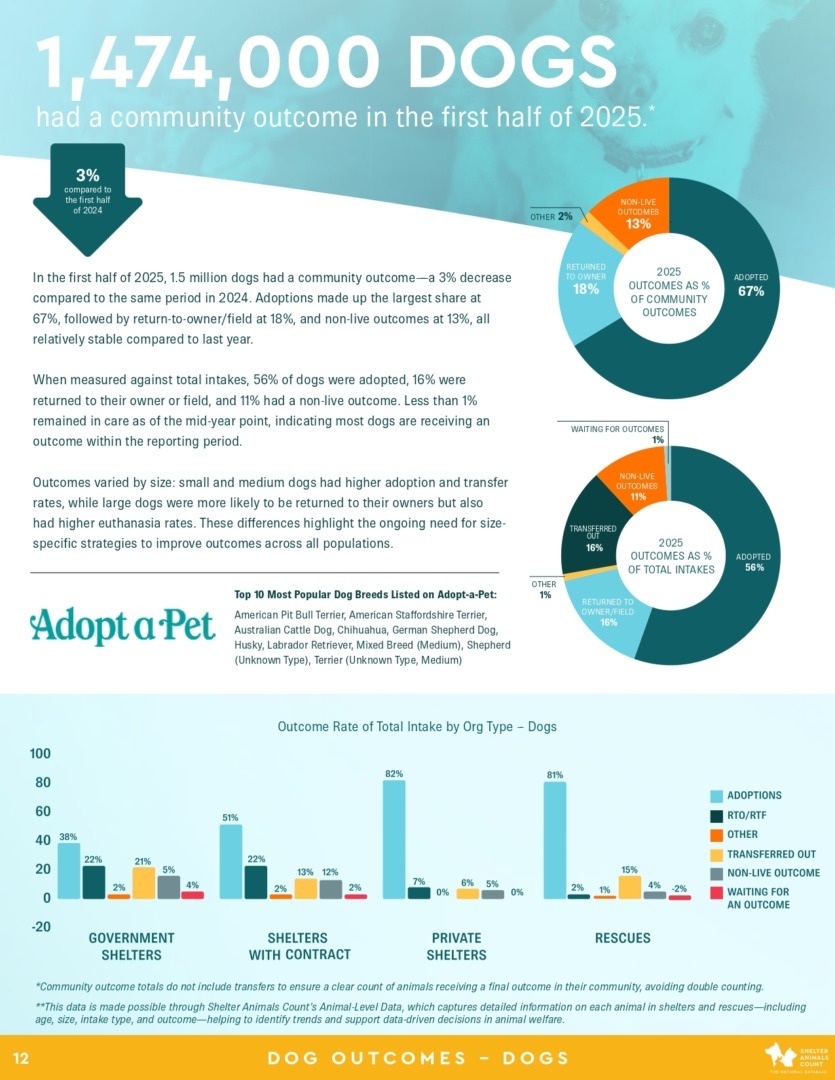 Raport Shelter Animals Count