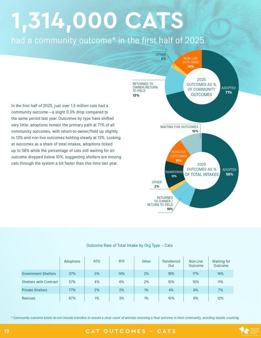 Raport Shelter Animals Count