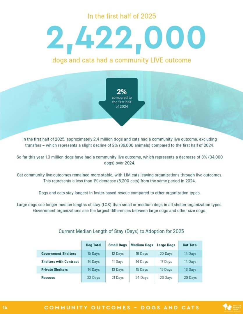 Raport Shelter Animals Count