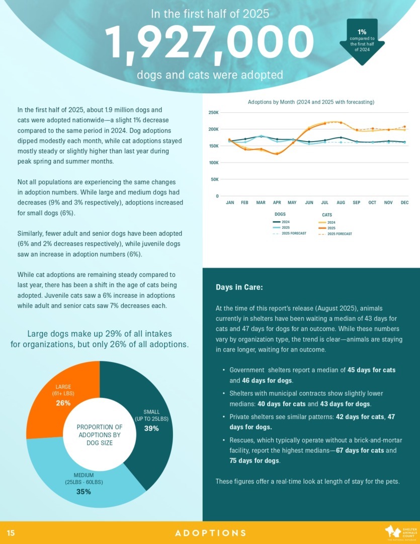 Raport Shelter Animals Count