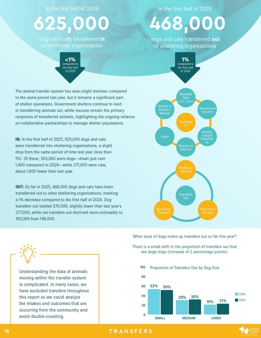 Raport Shelter Animals Count