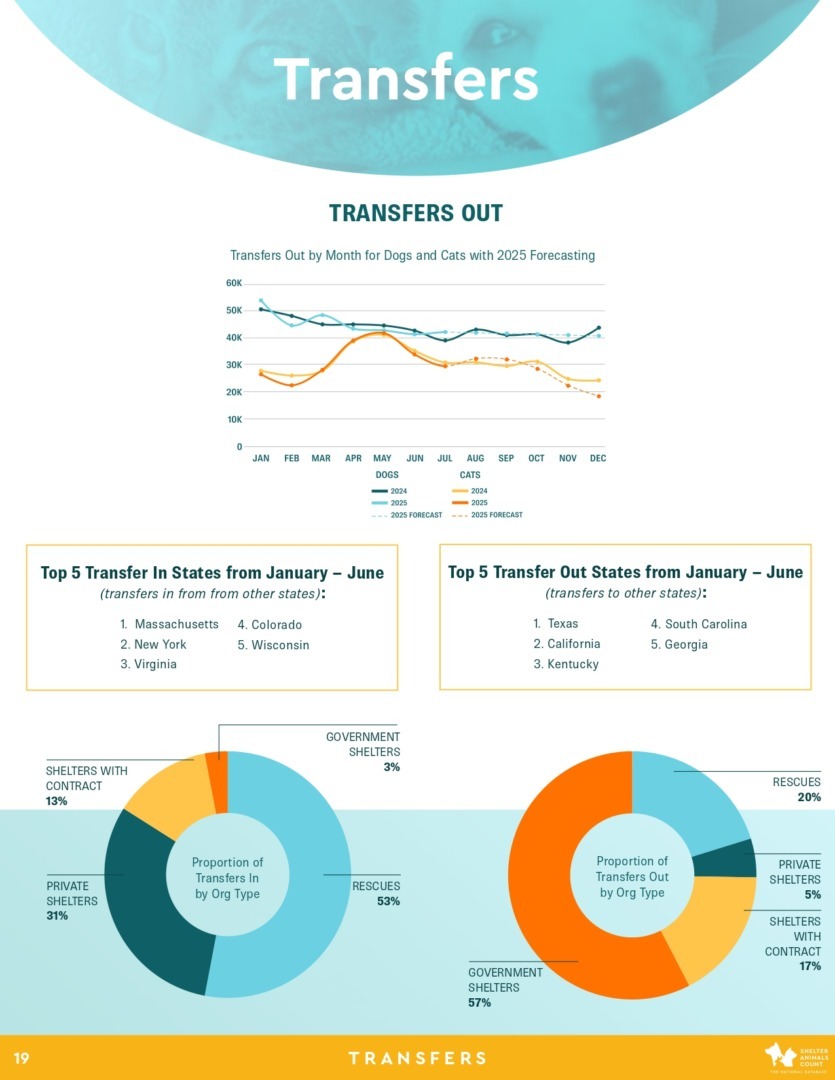 Raport Shelter Animals Count