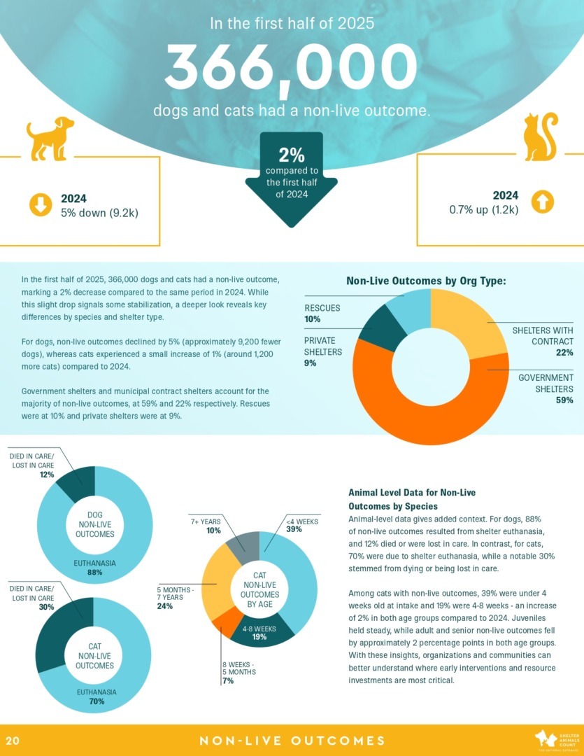 Raport Shelter Animals Count