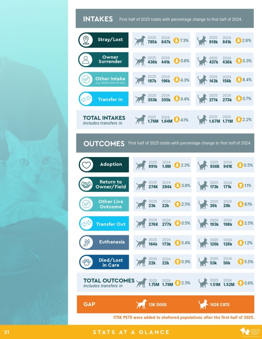 Raport Shelter Animals Count