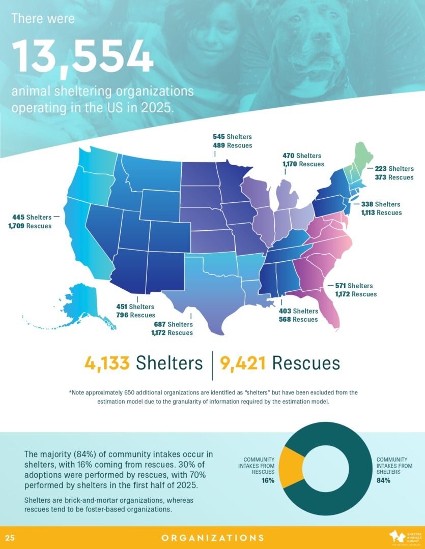 Raport Shelter Animals Count