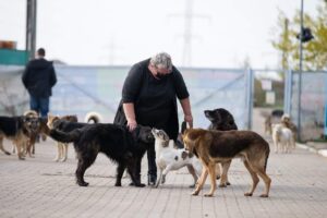 Simona Măntescu alături de câini