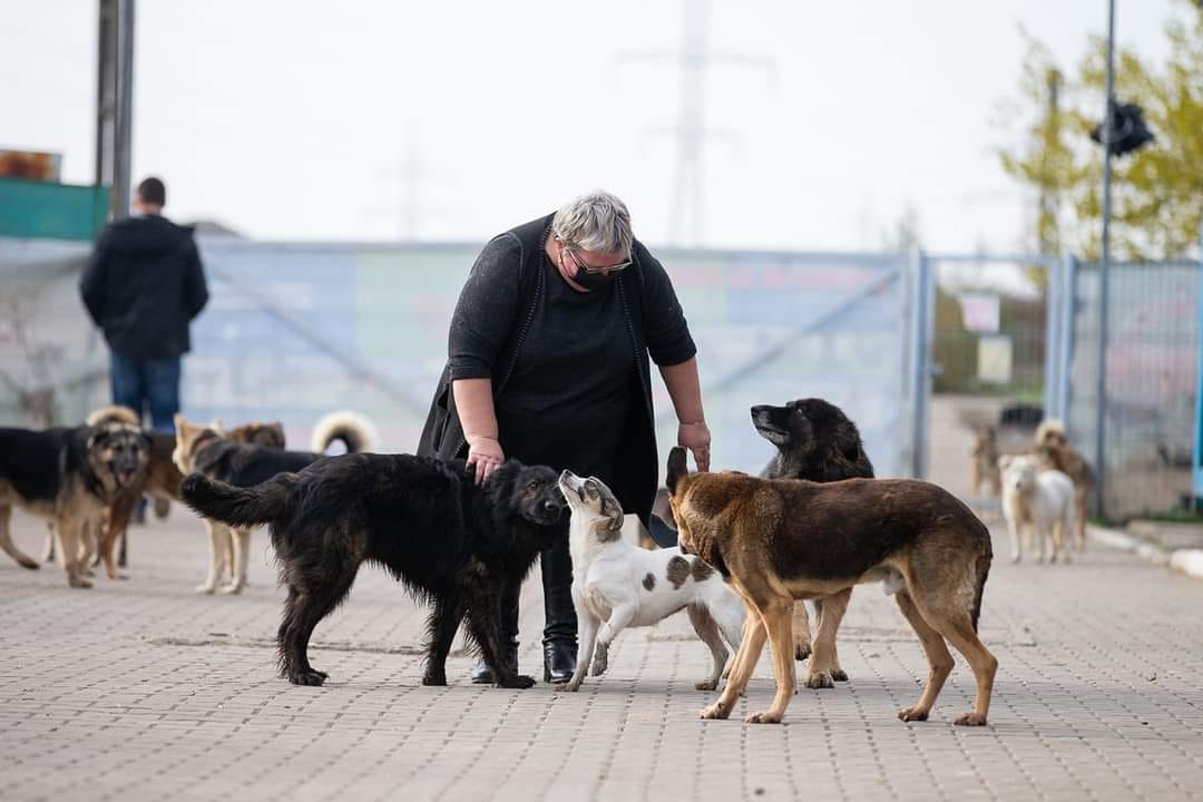 Simona Măntescu alături de câini