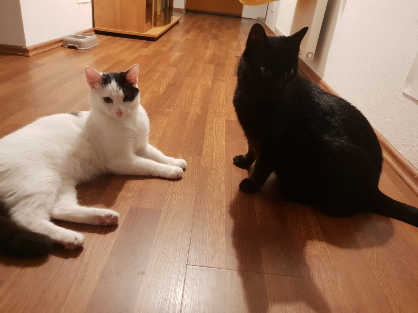 WhatsApp Image 2025-09-10 at 10.39.28