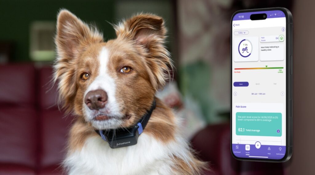 Câine cu zgardă inteligentă și un smartphone