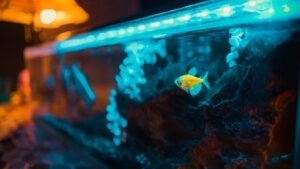 Acvariu cu pește galben.